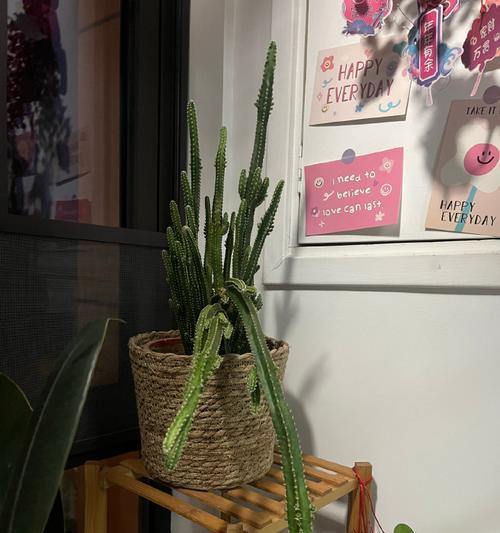 万重山植物的花语是什么？