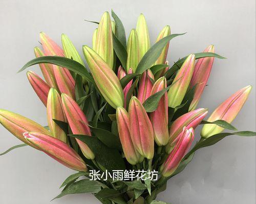 三朵红百合的花语有何特别含义？