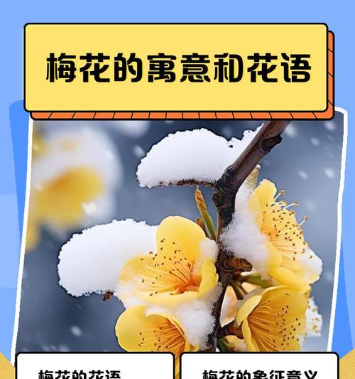 十大花语和用处是什么？如何在生活中应用？