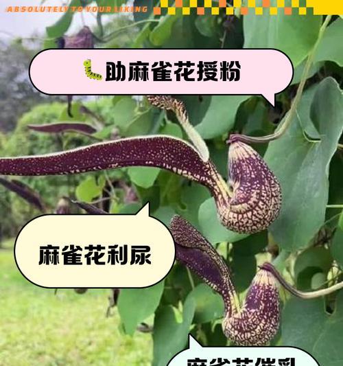 十大花语和用处是什么？如何在生活中应用？
