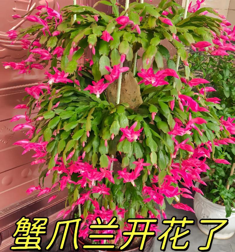 多色蟹爪兰花语有哪些？它们各自代表什么意义？