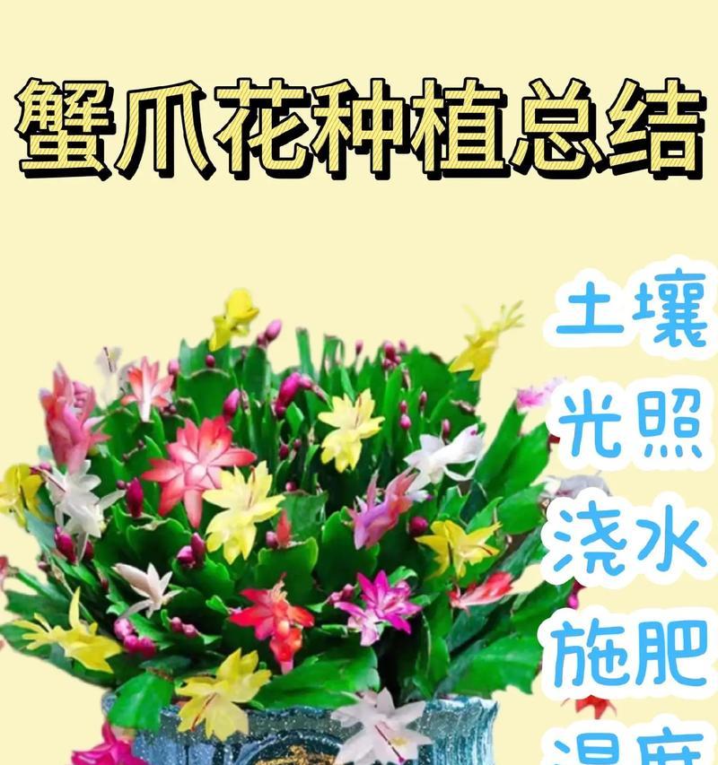 多色蟹爪兰花语有哪些？它们各自代表什么意义？