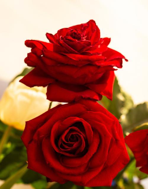 什么花的花语是不悔？它象征着什么？