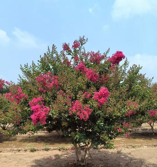 紫薇花的花语是什么？它在文化中有何寓意？