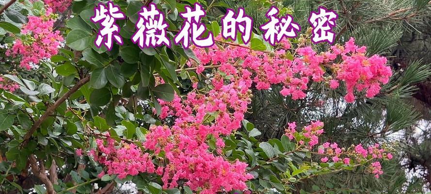紫薇花的花语是什么？它在文化中有何寓意？