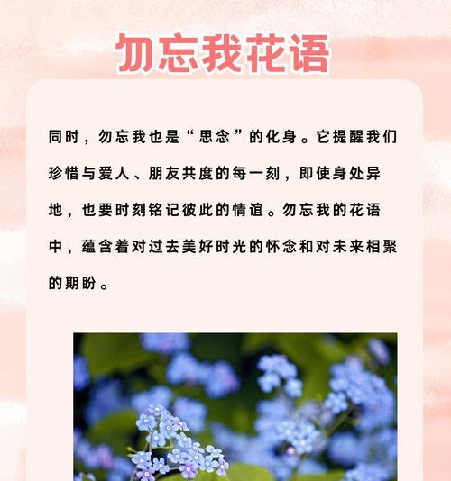 勿忘我六种颜色的花语分别是什么？