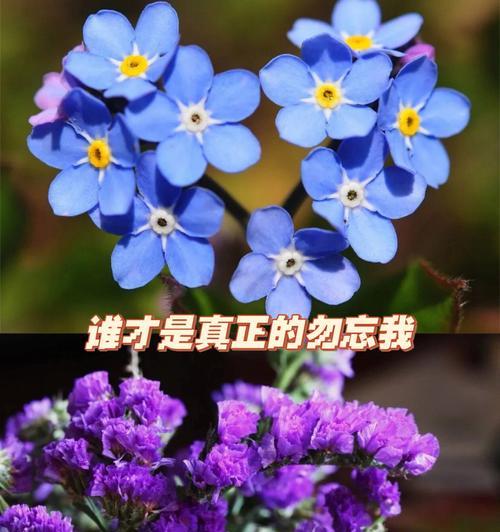 勿忘我六种颜色的花语分别是什么？