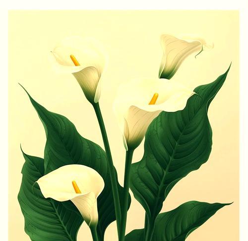 自色马蹄莲的花语有哪些？它象征着什么？