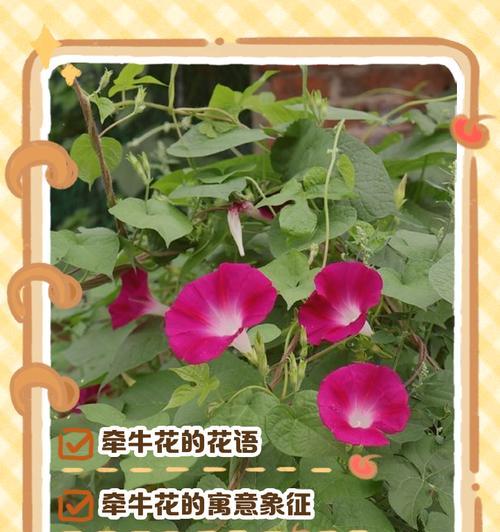 牛玫瑰花的花语是什么？它在爱情中代表什么？
