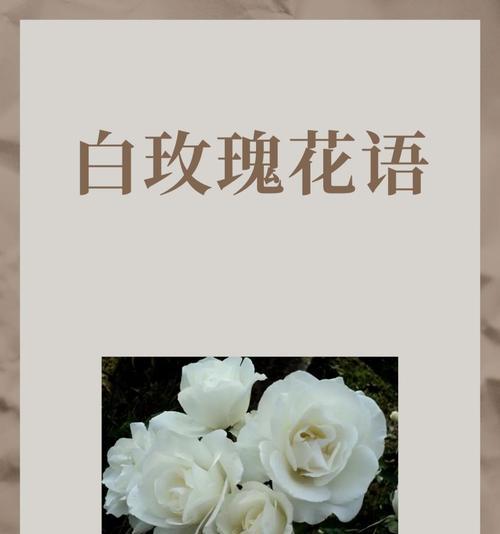 牛玫瑰花的花语是什么？它在爱情中代表什么？