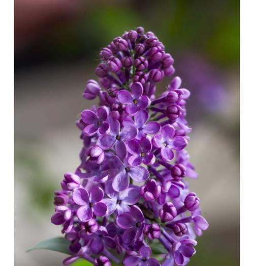 丁香花的花语是什么形状？它代表了什么？