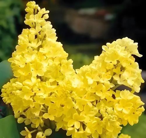 丁香花的花语是什么形状？它代表了什么？