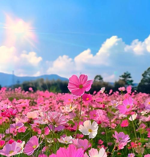 哪种花的花语包含幸福？它象征着什么？
