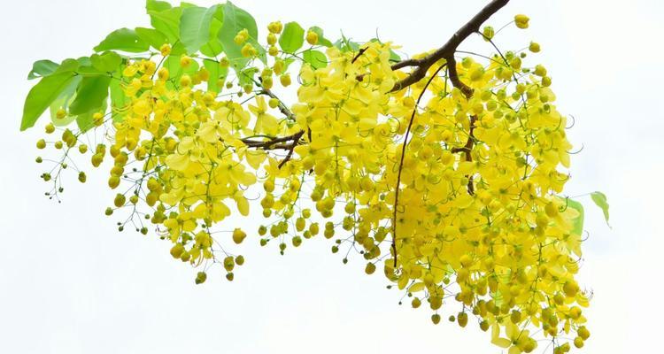阿勃勒花的花语有哪些？它在文化中代表什么？