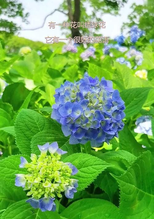 英国绣球花的花语是什么？它在英国文化中象征着什么？