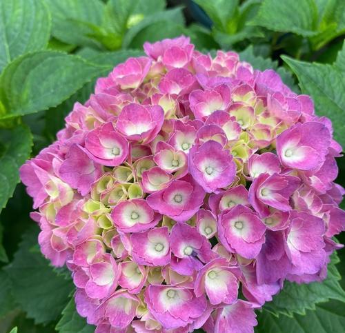 英国绣球花的花语是什么？它在英国文化中象征着什么？