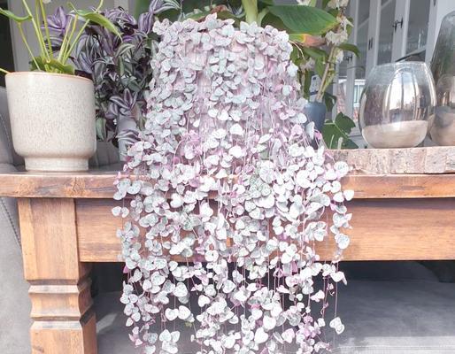 方盆适合哪些植物的养护？