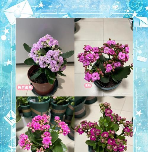 花的品种有哪些？如何识别不同花的品种名称？