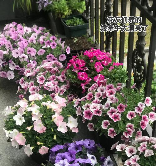 矮牵牛花种子播种的正确步骤？
