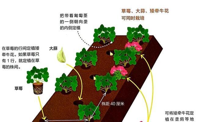 矮牵牛花种子播种的正确步骤？