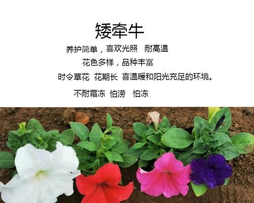 矮牵牛花种子播种的正确步骤？