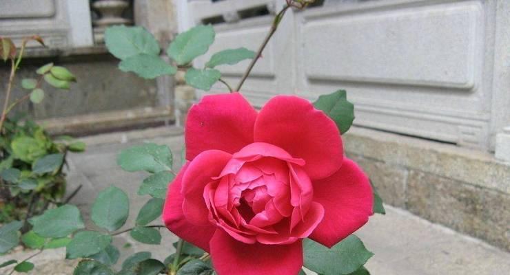 花盆中出现小黑飞虫的防治措施是什么？