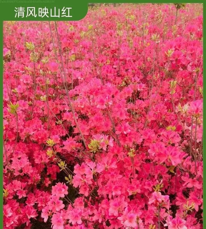 映山红种植的步骤和注意事项有哪些？