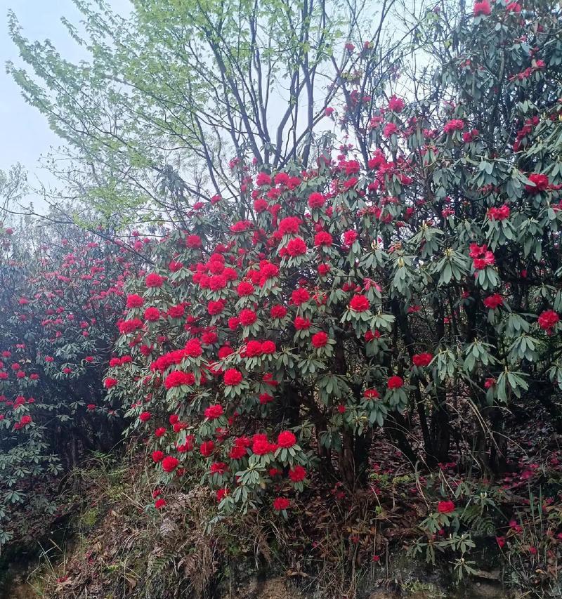 映山红种植的步骤和注意事项有哪些？