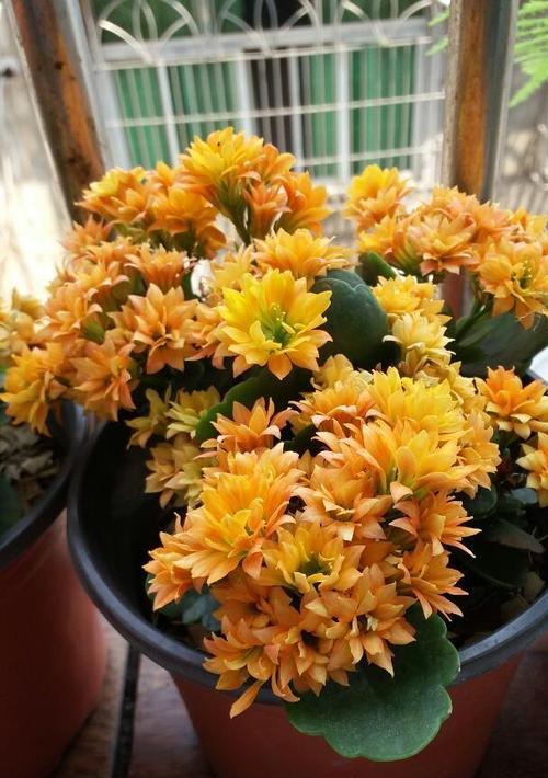 长寿花的养殖技巧？长寿花叶子发黄怎么办？