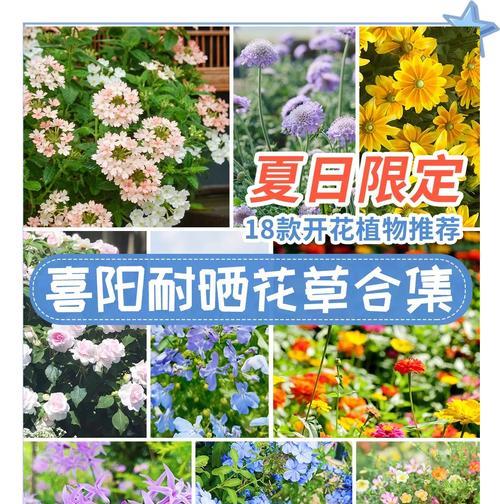 花干开花的秘诀是什么？