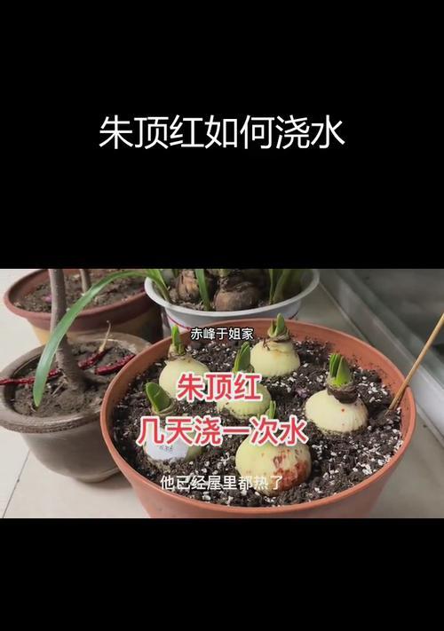 朱顶红的休眠期是什么时候？如何管理朱顶红的休眠？