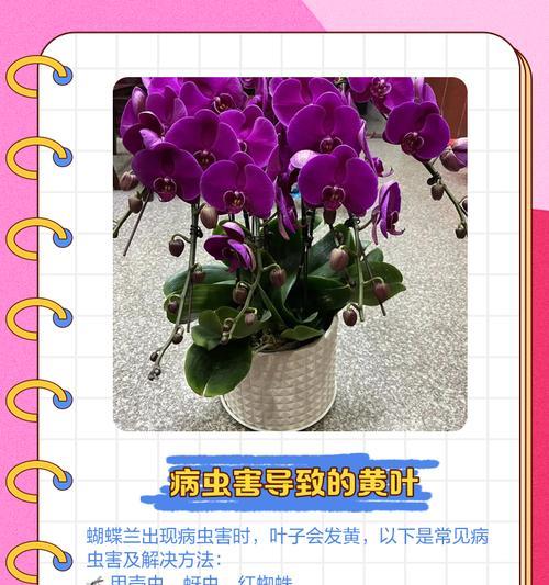 兰花叶子发黄的解决方法？