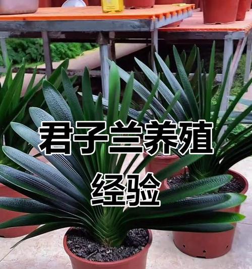 君子兰的正确养植方法和技巧是什么？