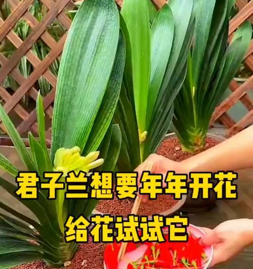 君子兰的正确养植方法和技巧是什么？