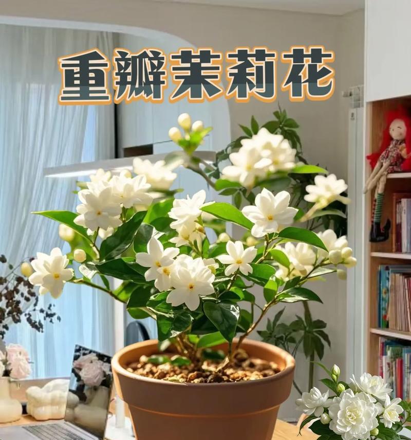 哪些花卉散发芳香？如何选择和养护？