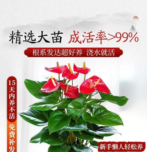家庭养殖红掌花卉有哪些技巧？