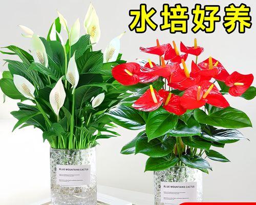 家庭养殖红掌花卉有哪些技巧？