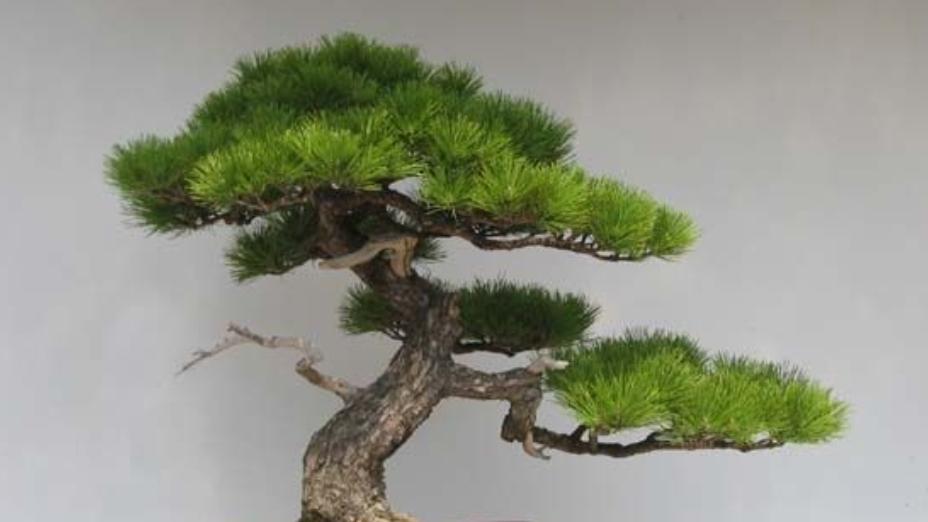 松树盆景有哪些种类？如何养护？