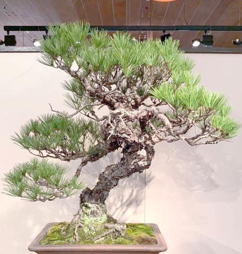 松树盆景有哪些种类？如何养护？