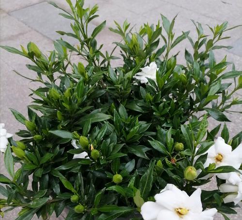 养栀子花需要注意什么？栀子花的养殖方法和常见问题解答？