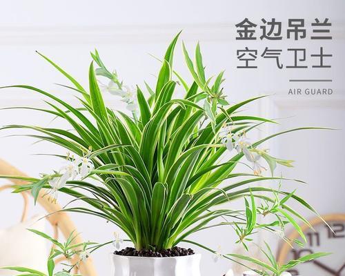 吊兰的养殖方法和特点是什么？