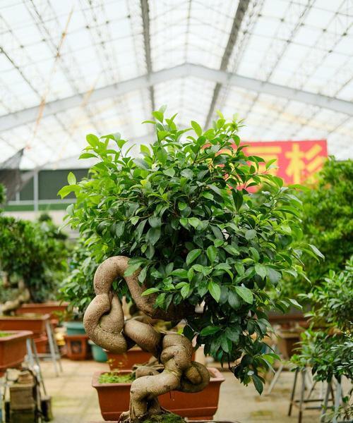 盆景榕树换盆技巧有哪些？换盆后如何护理？
