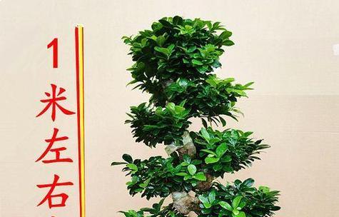 盆景榕树换盆技巧有哪些？换盆后如何护理？