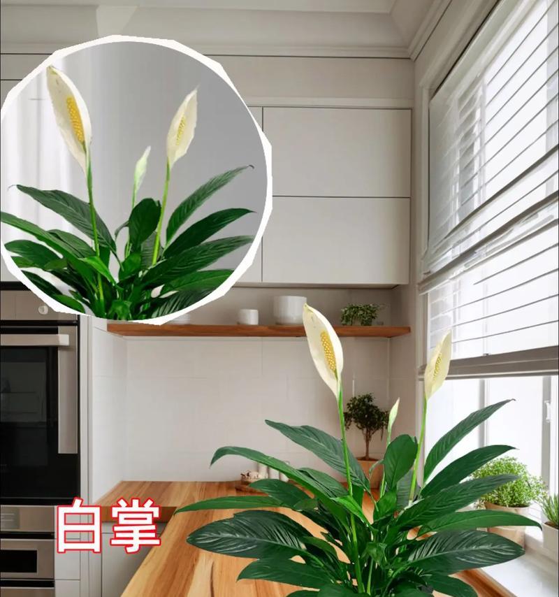 室内适合种什么花？室内花卉的挑选和养护方法？