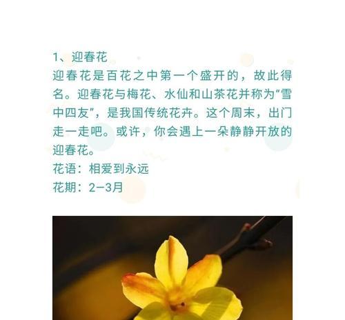 蜘蛛抱蛋的养殖方法是什么？如何保持其健康？