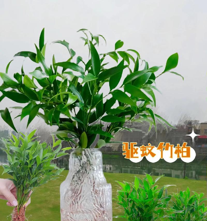 哪些植物具有驱蚊效果？如何利用植物来驱赶蚊虫？