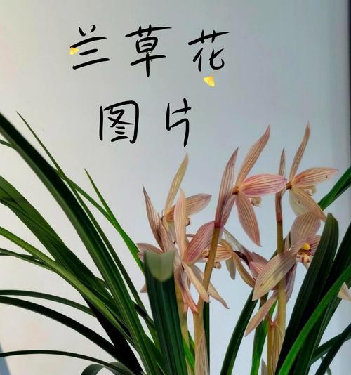 兰草品种丰富，有哪些代表性品种？