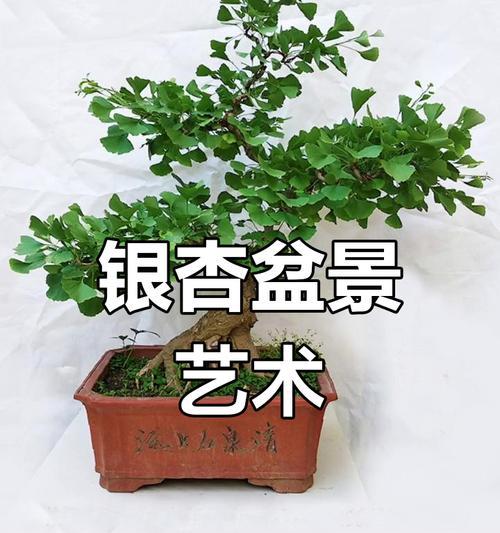 银杏盆景的制作步骤和技巧是什么？