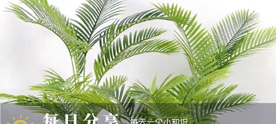 凤尾竹叶子干枯的原因及解决方法是什么？