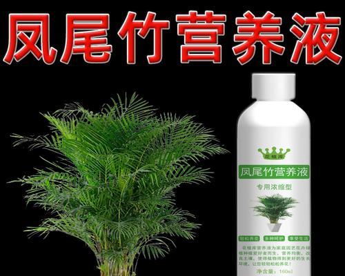 凤尾竹叶子干枯的原因及解决方法是什么？